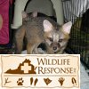 wildlife & Tattoo 039